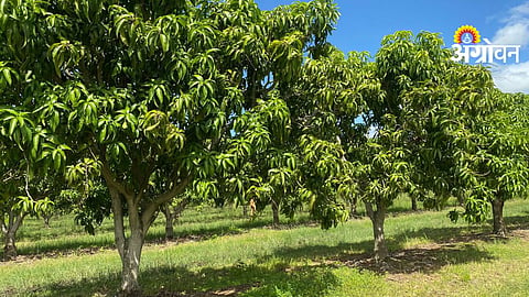 Orchard Management