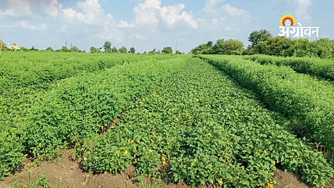Soybean cultivation using broad bed furrow method
