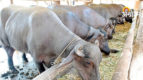 Low Cost Feed Management
