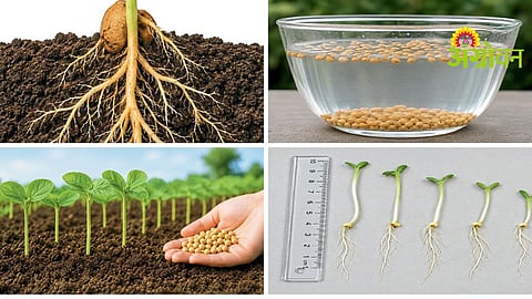 Seed Germination Testing