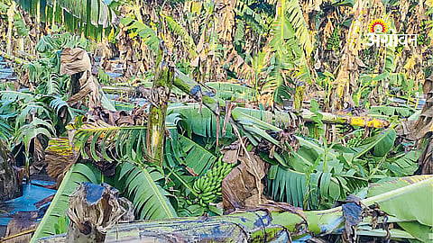 Banana Farmers Demand