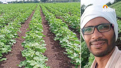 Profitable high density cotton cultivation