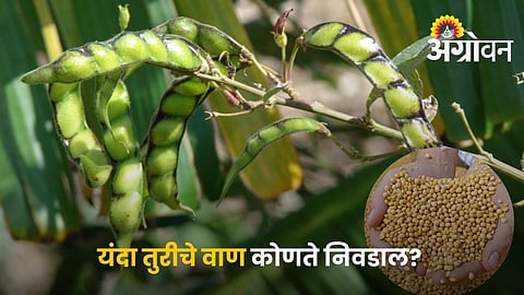 Top 9 Pigeon Pea Varieties for Higher Yield and Disease Resistance