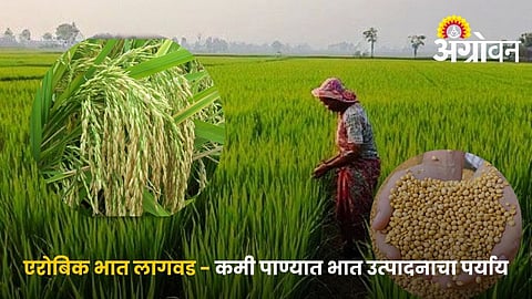 Direct Seeded Aerobic Rice Cultivation Practices