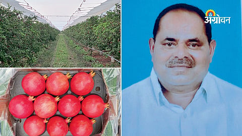 successful pomegranate orchard management in Maharashtra