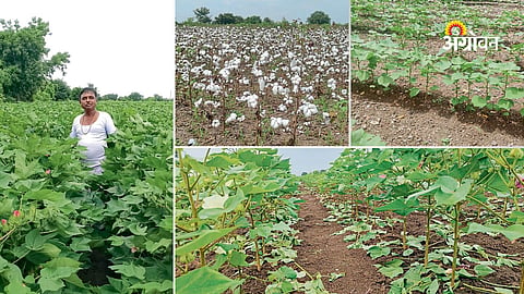 Parbhani cotton project success story