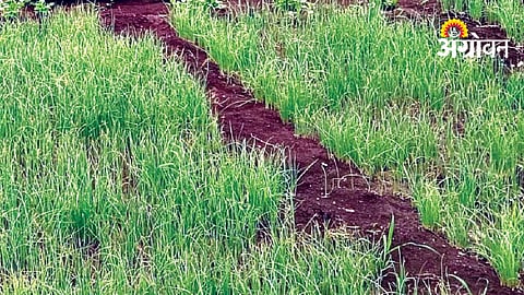 Onion Nursery