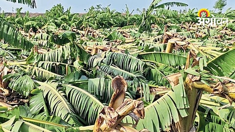 Crop Damage Survey