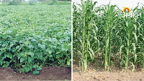 Livestock Nutritious Fodder