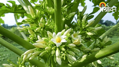 Flowering Begins in Early-Planted Papaya Fields