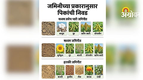 Best Intercropping Systems