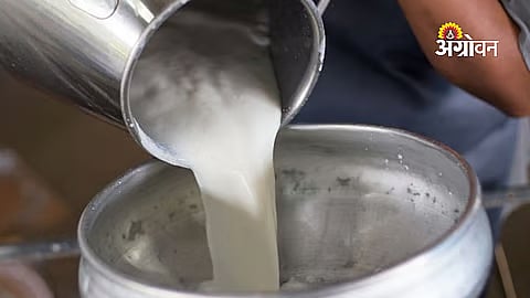 China Milk Prices Drop