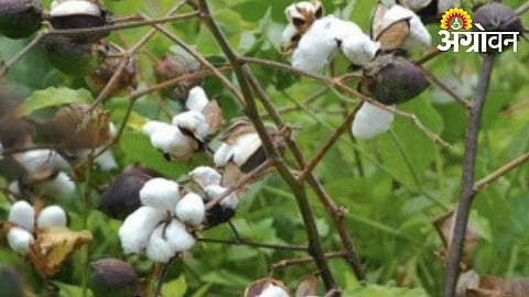 Agriculture Department Invites Applications for Kapas Kranti Program