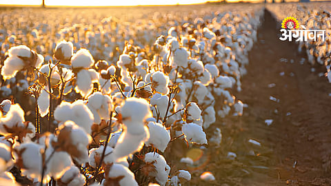 Cotton Productivity Mission