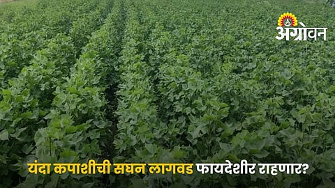Cotton Sowing under High Density Planting System