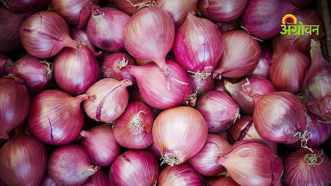 Maharashtra onion farmers and procurement policy