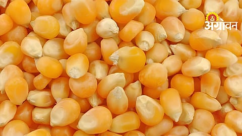 Illegal Maize Seeds