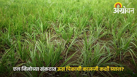 How to Protect Sugarcane Crop During Low Rainfall Conditions