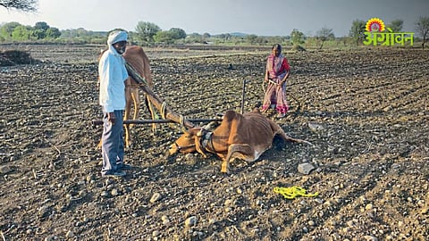 Bull distribution scheme controversy in Maharashtra