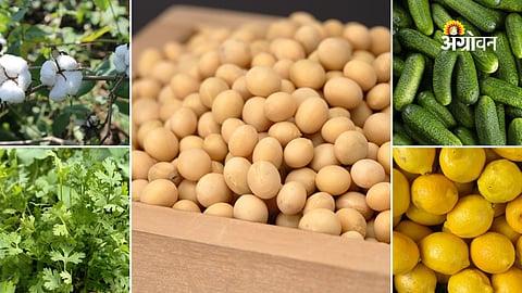 Agricultural produce price trends in maharashtra
