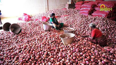 NAFED onion procurement challenges in Maharashtra