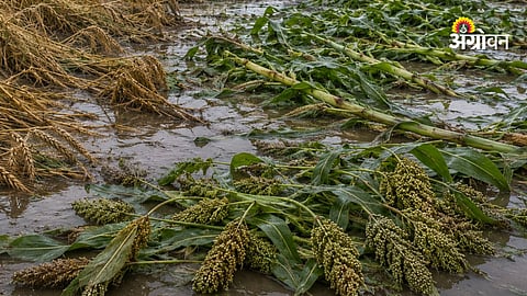 Crop Damage Compensation, Maharashtra Government GR