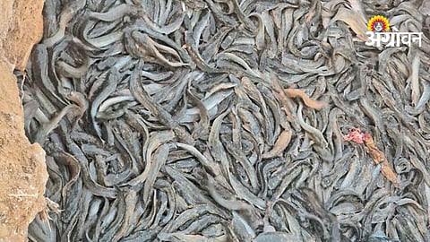 Illegal Thai Magur Fish