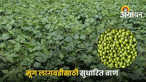 Top Improved Mung Bean Varieties Recommended for This Season