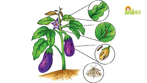 Eco-friendly methods to control fruit and shoot borer