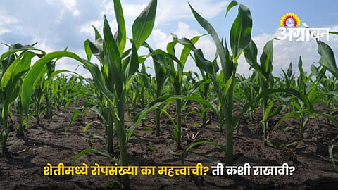 7 Practical Tips to Maintain Ideal Plant Population in Farming