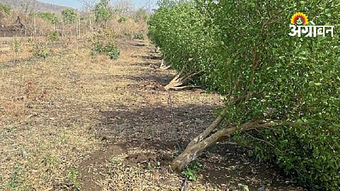 Lemon Orchard Damage