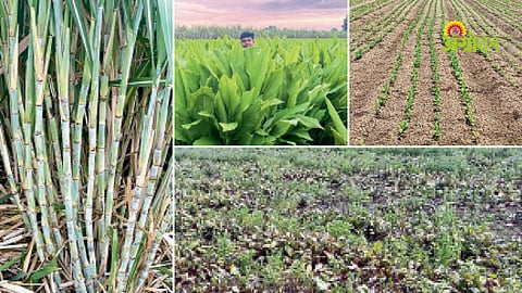 Progressive farmer success story from Nanded