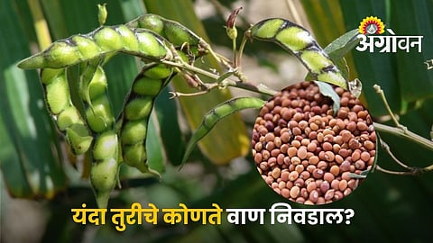 Top 9 Pigeon Pea Varieties for Higher Yield and Disease Resistance