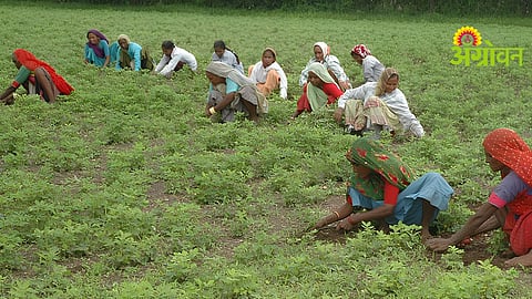 Labour Shortage Issue