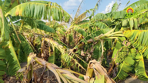 Banana Crop Damage