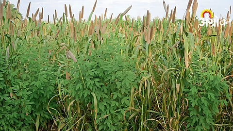 Careful Crop Planning
