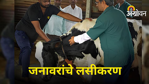Livestock Vaccination