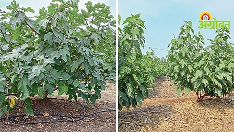 Fig Orchard Management