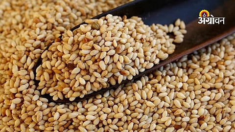 Weekly oilseed auction in Selu APMC