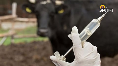 Maharashtra pre-monsoon livestock vaccination drive