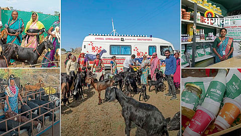 successful goat farming business by rural women