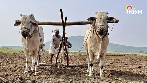 Urea Shortage