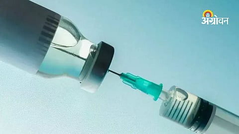 Goatpox vaccine distribution for cattle protection