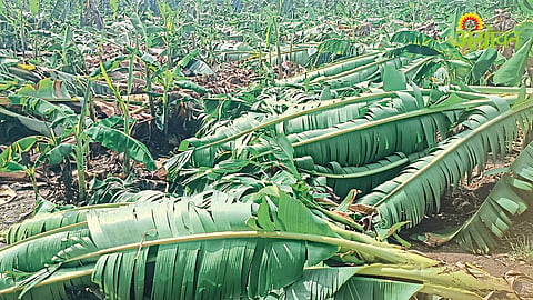 Banana Crop Damage