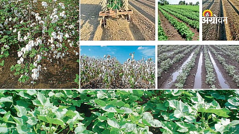 Climate resilient cotton farming strategies