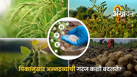 Understand NPK Needs Of Different Crops For Better Yields