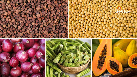Maharashtra APMC crop price report