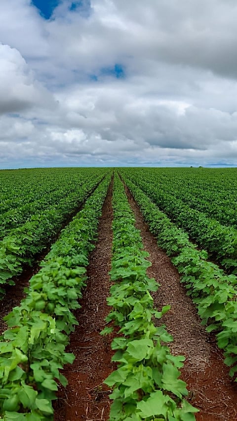 Optimum Plant Population