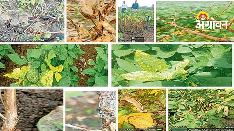 Soybean Sowing Tips