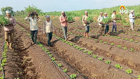 Delayed kharif sowing due to irrigation shortage
